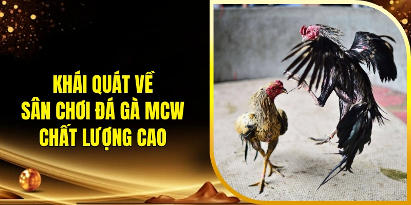 Khái quát về sân chơi đá gà MCW chất lượng cao