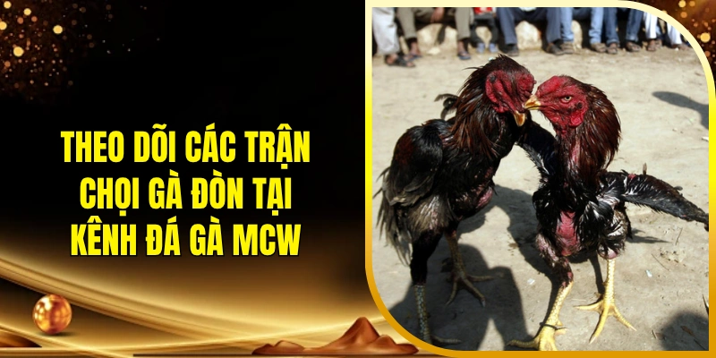 Theo dõi các trận chọi gà đòn tại kênh đá gà MCW