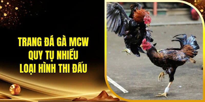 Trang đá gà MCW quy tụ nhiều loại hình thi đấu